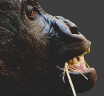 (image for) Gorilla